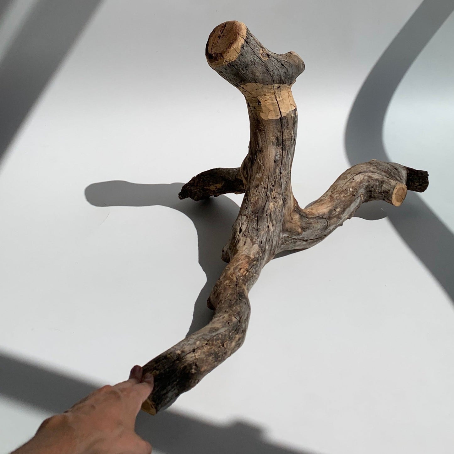 Macaco