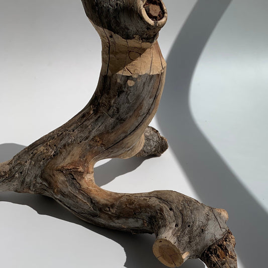Macaco